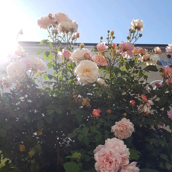 Meet your Posher, Chevelle - Picture 1 of 1